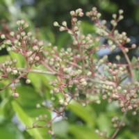 Lawsonia inermis L.