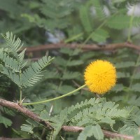 Vachellia farnesiana (L.) Wight & Arn.