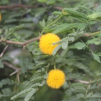 Vachellia farnesiana (L.) Wight & Arn.