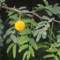Vachellia farnesiana (L.) Wight & Arn.
