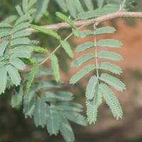 Vachellia farnesiana (L.) Wight & Arn.