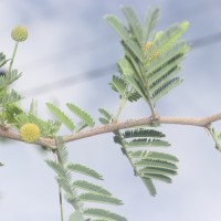 Vachellia farnesiana (L.) Wight & Arn.