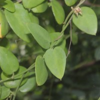 Pentatropis capensis (L.f.) Bullock