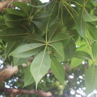 Sterculia foetida L.
