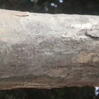Sterculia foetida L.
