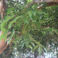 Sterculia foetida L.