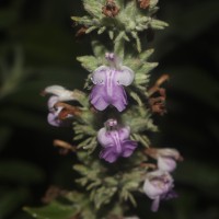 Anisomeles malabarica (L.) R.Br.