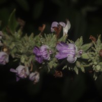 Anisomeles malabarica (L.) R.Br.