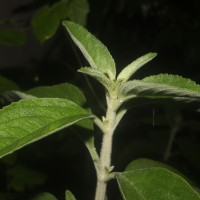 Anisomeles malabarica (L.) R.Br.