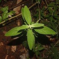 Anisomeles malabarica (L.) R.Br.
