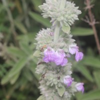 Anisomeles malabarica (L.) R.Br.
