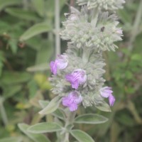 Anisomeles malabarica (L.) R.Br.