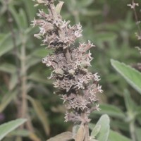 Anisomeles malabarica (L.) R.Br.