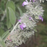 Anisomeles malabarica (L.) R.Br.
