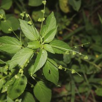 Micrococca mercurialis (L.) Benth.