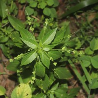 Micrococca mercurialis (L.) Benth.