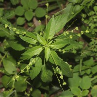 Micrococca mercurialis (L.) Benth.