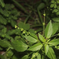 Micrococca mercurialis (L.) Benth.