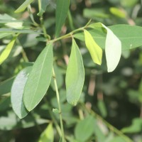 Erythroxylum monogynum Roxb.