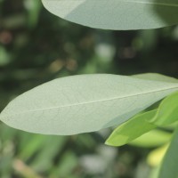 Erythroxylum monogynum Roxb.