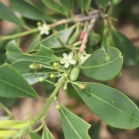 Erythroxylum monogynum Roxb.