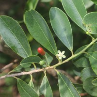 Erythroxylum monogynum Roxb.