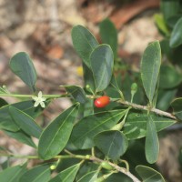 Erythroxylum monogynum Roxb.