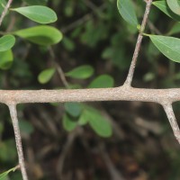Erythroxylum monogynum Roxb.