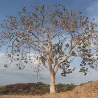 Sterculia urens Roxb.