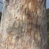 Sterculia urens Roxb.