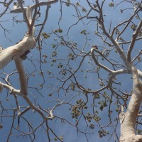 Sterculia urens Roxb.