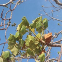 Sterculia urens Roxb.
