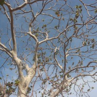 Sterculia urens Roxb.