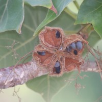 Sterculia urens Roxb.