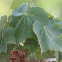 Sterculia urens Roxb.
