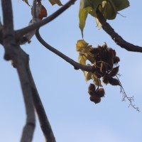 Sterculia urens Roxb.
