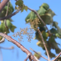 Sterculia urens Roxb.
