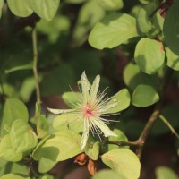 Capparis divaricata Lam.