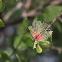Capparis divaricata Lam.