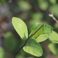 Capparis divaricata Lam.