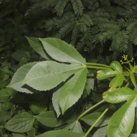 Jatropha glandulifera Roxb.