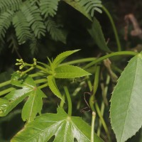 Jatropha glandulifera Roxb.