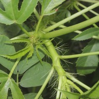 Jatropha glandulifera Roxb.
