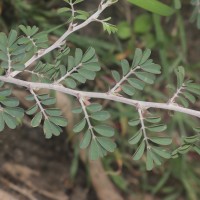 Tephrosia spinosa (L.f.) Pers.