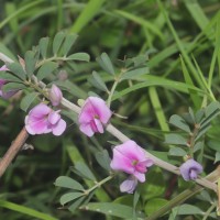 Tephrosia spinosa (L.f.) Pers.