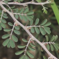 Tephrosia spinosa (L.f.) Pers.
