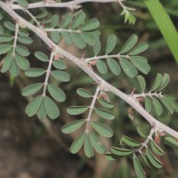 Tephrosia spinosa (L.f.) Pers.