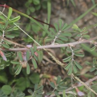 Tephrosia spinosa (L.f.) Pers.