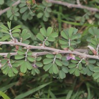 Tephrosia spinosa (L.f.) Pers.