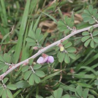 Tephrosia spinosa (L.f.) Pers.